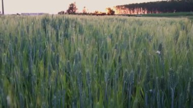 Baharda arpa gevreği tarlası. FHD görüntüleri