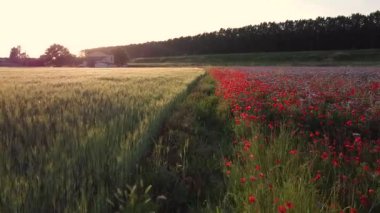 Baharda gelincik çiçekleri olan tarla. FHD görüntüleri