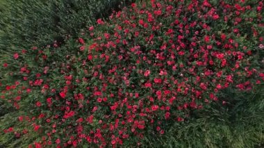Baharda gelincik çiçekleri olan tarla. FHD görüntüleri