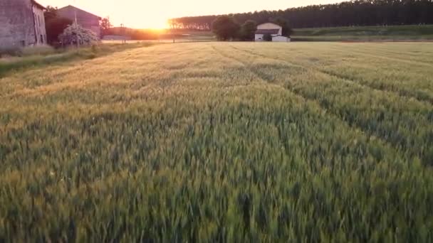 春に大麦のシリアル作物畑 Fhd映像 — ストック動画