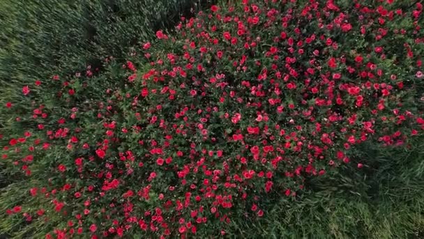 春天种满罂粟花的庄稼地 Fhd镜头 — 图库视频影像