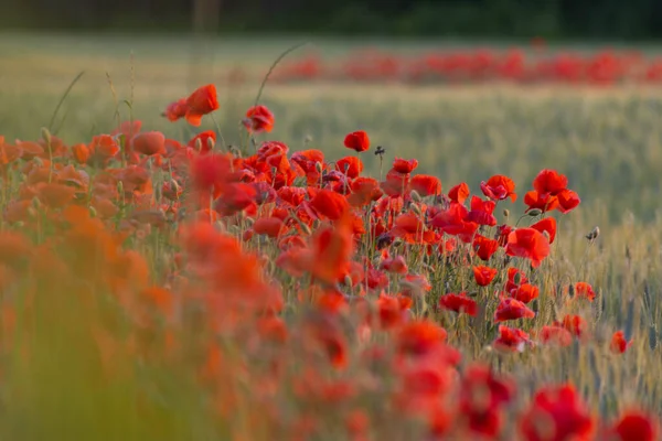 Grödfält Med Vallmoblommor Våren Högkvalitativt Foto Stockbild