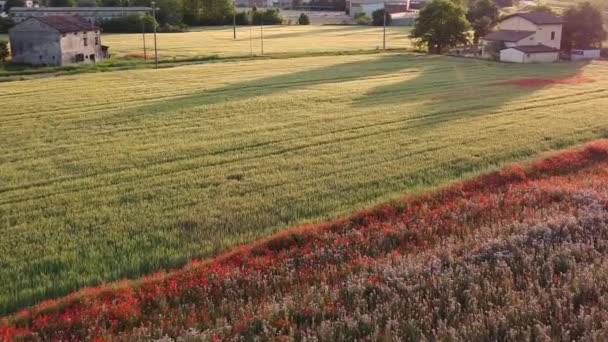 春にケシの花を持つ作物畑 Fhd映像 — ストック動画