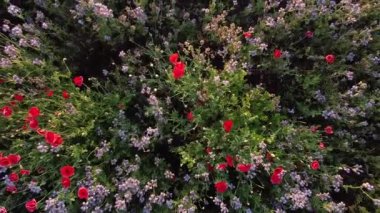 İtalyan kırsalında yetişen Rhododendron tomentosum çiçeği
