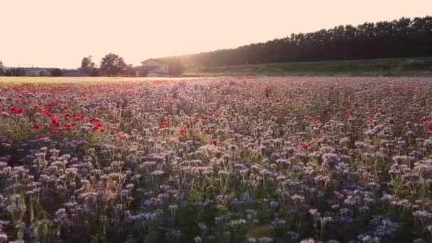 Rododendron Tomentosum Kwiat Rosnący Włoskiej Wsi — Wideo stockowe