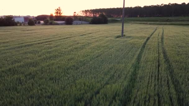 春に大麦のシリアル作物畑 Fhd映像 — ストック動画