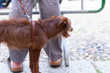 Parma, Italiy - 06, 18, 2022: Klasik araba yarışı Mille Miglie 2022, editör fotoğrafı