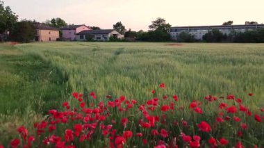 Baharda gelincik çiçekleri olan tarla. FHD görüntüleri
