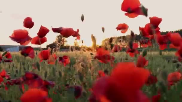 Campo Cultivo Com Flores Papoula Primavera Imagens Fhd — Vídeo de Stock