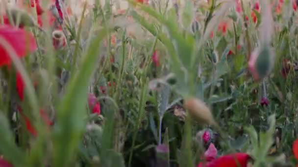 Champ Cultivé Avec Des Fleurs Pavot Printemps Vidéos Fhd — Video