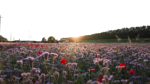 イタリアの田舎で成長するツツジの花 — ストック動画