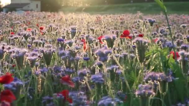 Rododendro Fiore Tomentoso Che Cresce Nella Campagna Italiana — Video Stock