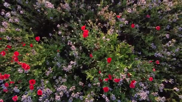 イタリアの田舎で成長するツツジの花 — ストック動画