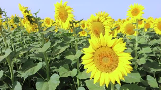 Sunflower Cultivation Rural Area Emilia Romagna Italy High Quality Footage — Wideo stockowe