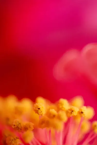 Cayenne Hibiscus Flower Detail Riminmi Italy High Quality Photo — Stock Photo, Image