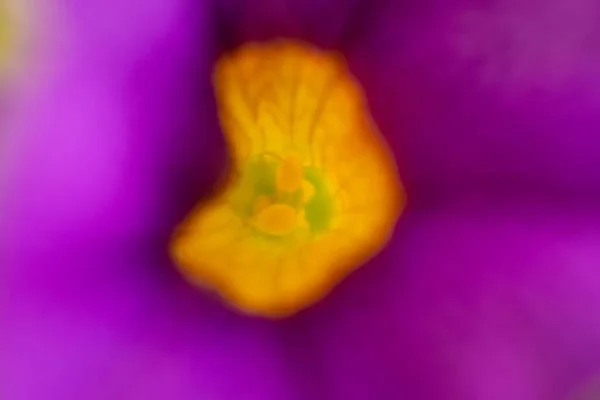 Саду Растут Фиолетовые Цветки Мандевиллы Высокое Качество Фото — стоковое фото