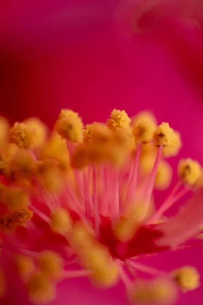Cayenne Eller Hibiscus Blomma Detalj Riminmi Italien Högkvalitativt Foto — Stockfoto