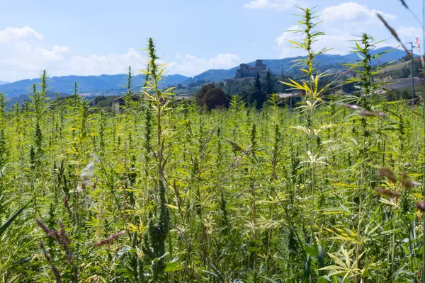 Endüstriyel marihuana veya kenevir çiftliği, Parma, İtalya. Yüksek kalite fotoğraf