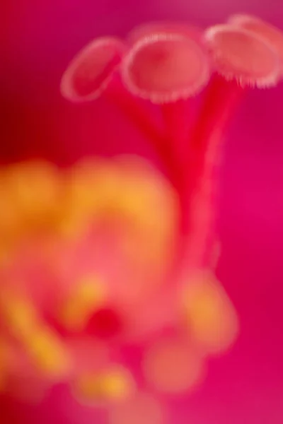 Cayenne Lub Hibiscus Kwiat Szczegół Riminmi Włochy Wysokiej Jakości Zdjęcie — Zdjęcie stockowe