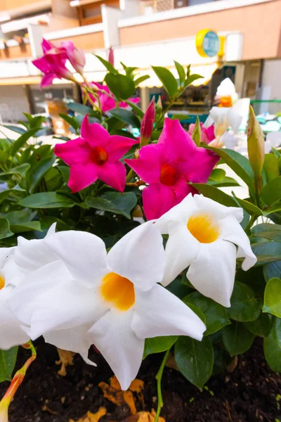 Muticolor Mandevilla Květiny Detailně Zahradní Pěstování Kvalitní Fotografie Royalty Free Stock Obrázky