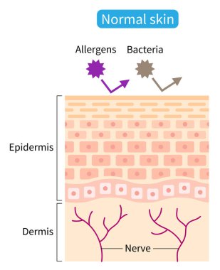 normal skin barrier helps retain moisture and protect from external stimuli. Healthy skin care concept