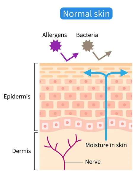 Normal Skin Barrier Helps Retain Moisture Protect External Stimuli Healthy — Vector de stock