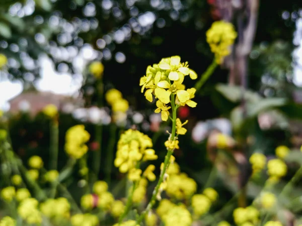 Small flowers held on a thin stem in a tiny bouquet, in the middle of a park with more of the same flowers