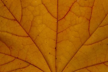 Renkli akçaağaç yaprağı yapısı kırmızı ve sarı