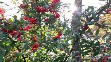 Pyracantha dalındaki kırmızı böğürtlenler yavaşça yeşil bulanık yapraklara doğru sallanıyor. Pyracantha, Rosaceae familyasından büyük, dikenli ve yeşil bir çalıdır..