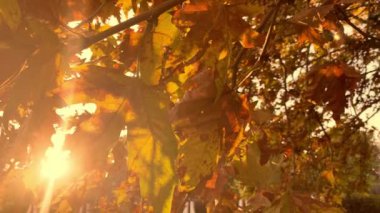 Autumn Leaves, Autumnal Park 'taki bir ağaçta sallanıyor. Düş! Sonbahar renkli parklar. Güneş parlaması. Slow Motion Ultra yüksek çözünürlüklü 3840X2160 4K UHD video görüntüleri