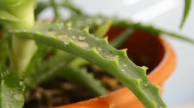 Su damlaları Aloe vera yaprağına yapışıyor. Tropikal yeşil bitkileri sıcak havaya dayanır. Aloe Vera cilt bakımı ve saç bakımı için çok kullanışlı bir bitkisel ilaçtır..