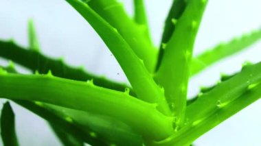 Aloe Vera yapraklarının üzerine bir damla su dökülüyor. Aloe vera cilt bakımı ve saç bakımı için faydalı bir bitkisel ilaç..