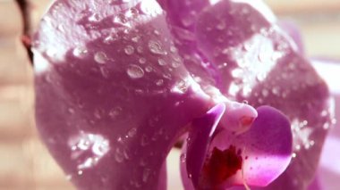 Su damlalı pembe orkide yaprağını kapat. Doğal arkaplan