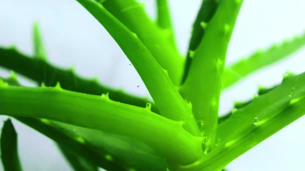 落在芦荟叶上的水滴 芦荟是一种实用的草药 可用于护肤护发 — 图库视频影像