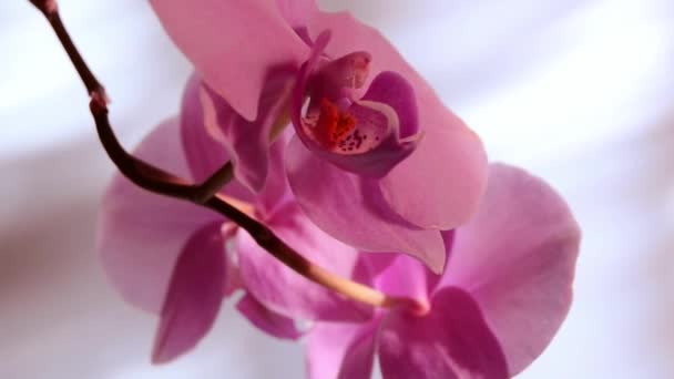 Studiový záběr růžových orchidejí. Na svatého Valentýna, Den matek, přání k výročí svatby, pozvánky na svatbu nebo přání k narozeninám