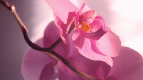 Estúdio Filmou Flores Orquídea Rosa Para Dia São Valentim Dia — Vídeo de Stock