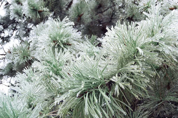 Green Pine Needles Incased Ice Ice Storm — Stockfoto