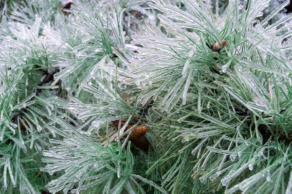 氷の嵐の間に氷の中で増加した緑の松葉 — ストック写真