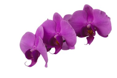 güzel mor Phalaenopsis orkide çiçekler, beyaz arka plan üzerinde izole