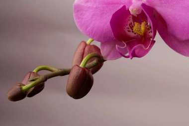 Güzel Phalaenopsis orkide çiçeklerinin dalına yakın