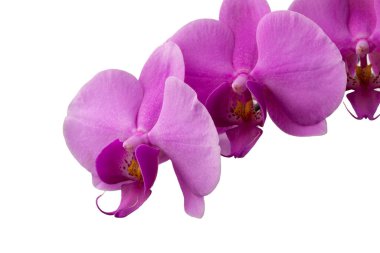 güzel mor falanopsis orkide çiçekleri beyaz arkaplanda izole edilmiş.