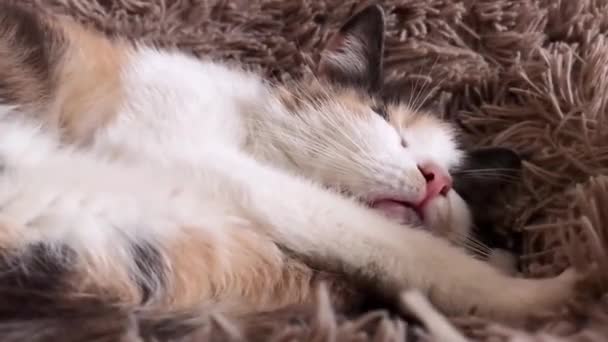 Zbliżenie Kota Śpiącego Łóżku Szczęśliwy Beztroski Domowe Zwierzę Śpi Wewnątrz — Wideo stockowe