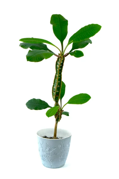 Euphorbia Leuconeura Rumah Tanaman Terisolasi Pada Latar Belakang Putih — Stok Foto