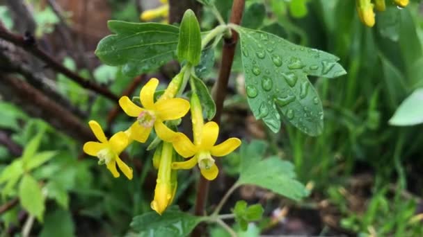 Yellow Flowers Black Currant Latin Ribes Nigrum Spring Day Blooming — Stock Video