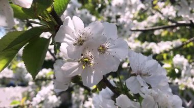 Bahar çiçekleri açıyor. Erik çiçeği çiçek açıyor. Kapat.