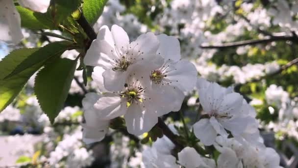 Весняні Квіти Цвітуть Цвіте Сливова Квітка Крупним Планом — стокове відео