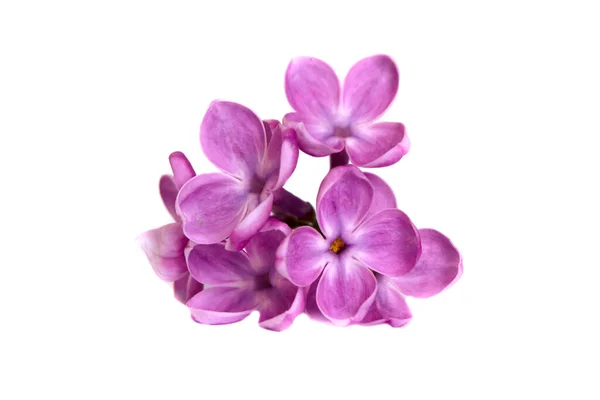 Flor Lila Púrpura Cerca Aislada Sobre Fondo Blanco —  Fotos de Stock