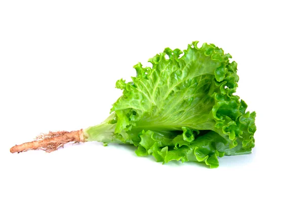 Green Oak Lettuce Isolated White Background — Stockfoto