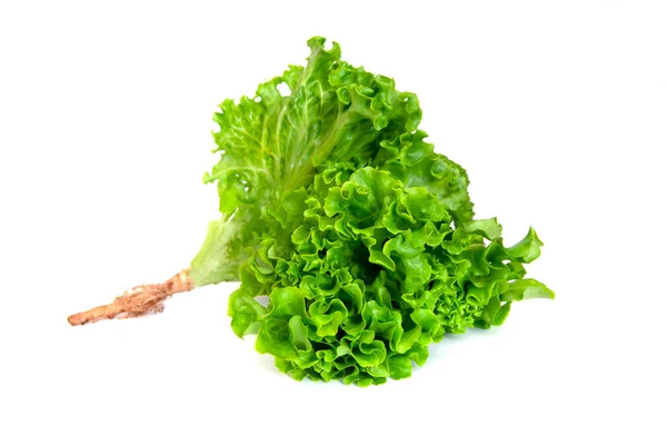 Green Oak Lettuce Isolated White Background — Fotografia de Stock