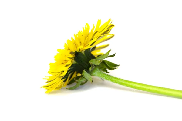 Taraxacum Officinale Krásná Žlutá Pampeliška Květiny Izolované Bílém Pozadí — Stock fotografie
